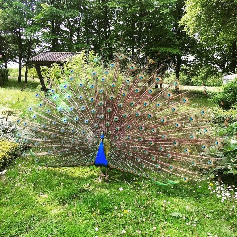 فيلا Dwor Podstolice - House Of Rosenthal المظهر الخارجي الصورة